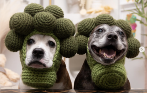 two rescue dogs in handmade broccoli hats